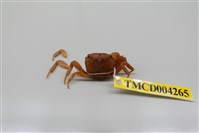 藏品(奧氏後相手蟹)的圖片